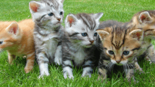 【無料ブラウザゲーム】どうぶつどこかな？探し絵ゲーム｜2歳・3歳からすぐに遊べる！