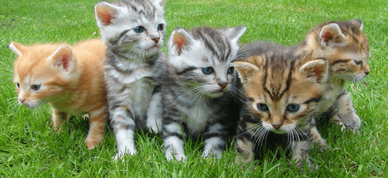 【無料ブラウザゲーム】どうぶつどこかな？探し絵ゲーム｜2歳・3歳からすぐに遊べる！