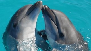 【無料ブラウザゲーム】うみのいきものジグソーパズル｜2歳・3歳から脳トレ！