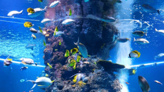 【無料ブラウザゲーム】あみでキャッチ！おさかなつかまえゲーム｜2歳・3歳から指先トレーニング！