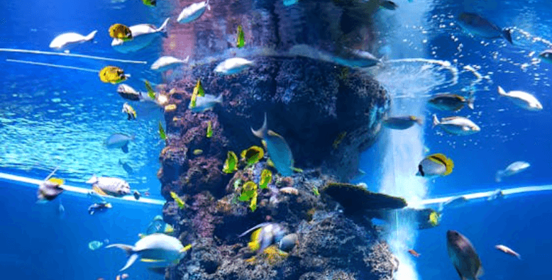 【無料ブラウザゲーム】あみでキャッチ！おさかなつかまえゲーム｜2歳・3歳から指先トレーニング！