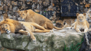 【無料ブラウザゲーム】どうぶつコロリ！ブロック落としパズル（開発中…！？）