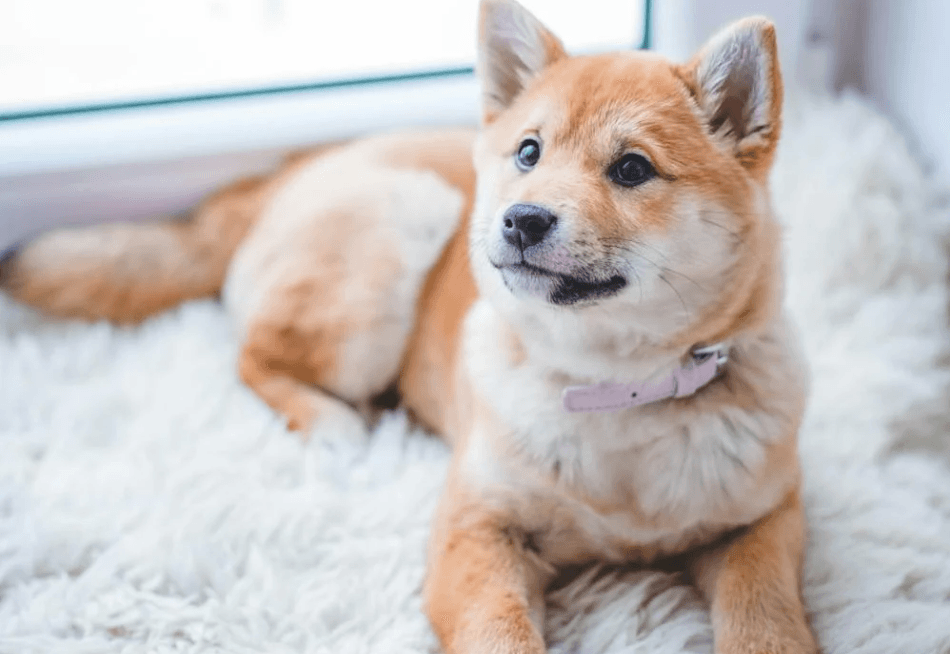 パブロフの犬で待っている犬の画像